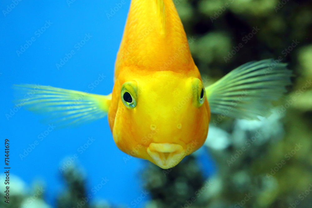 Fototapeta premium Fish parrot