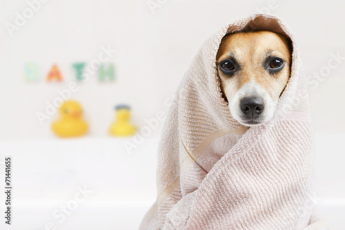 Fototapeta Naklejka Na Ścianę i Meble -  Bathroom washed dog