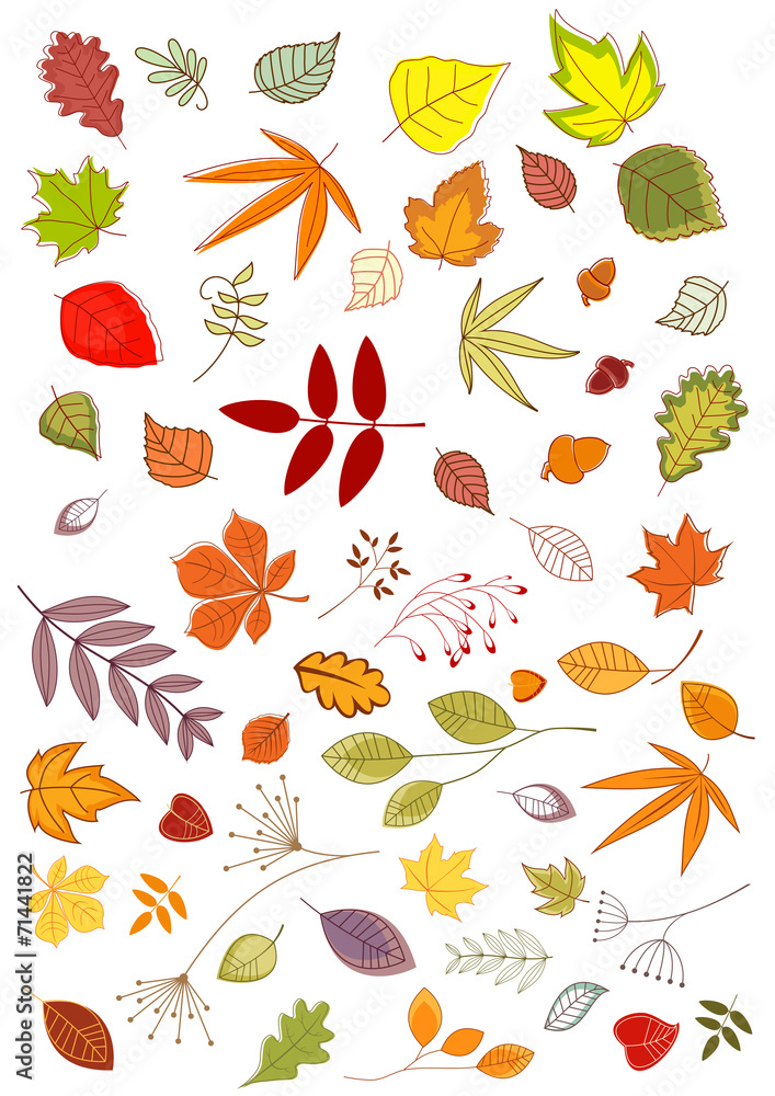 Autumn leaves and inflorescences Autumn leaves and inflorescences