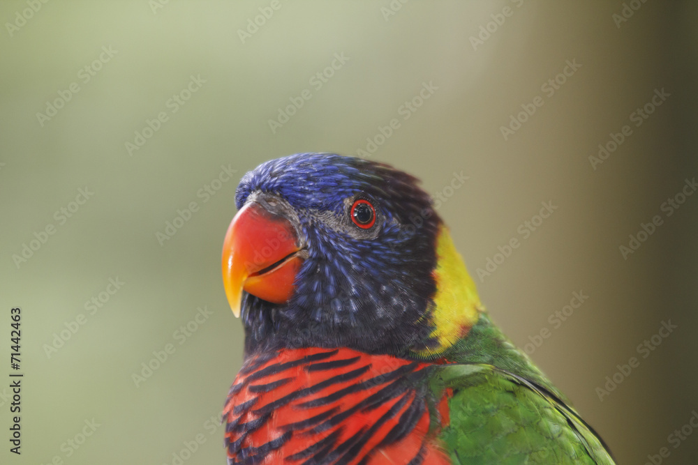 Naklejka premium Rainbow Lorikeet bird portrait