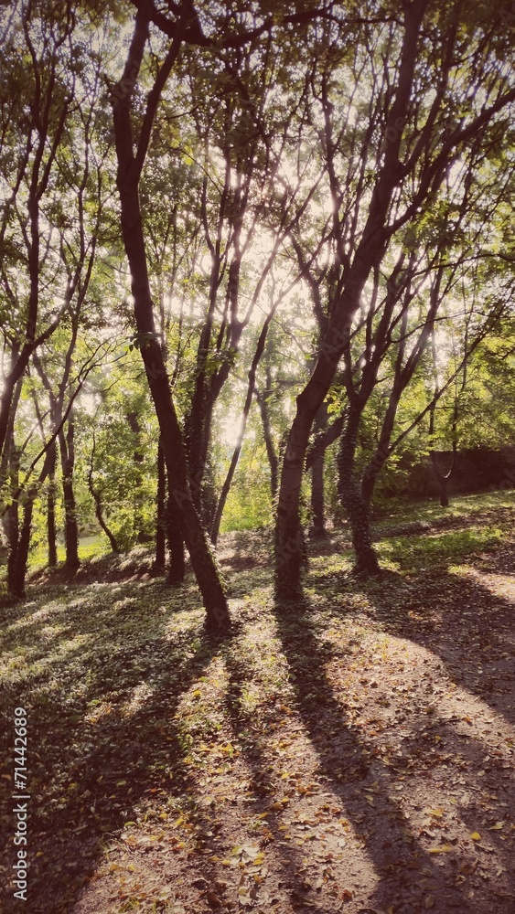 Forest Forest