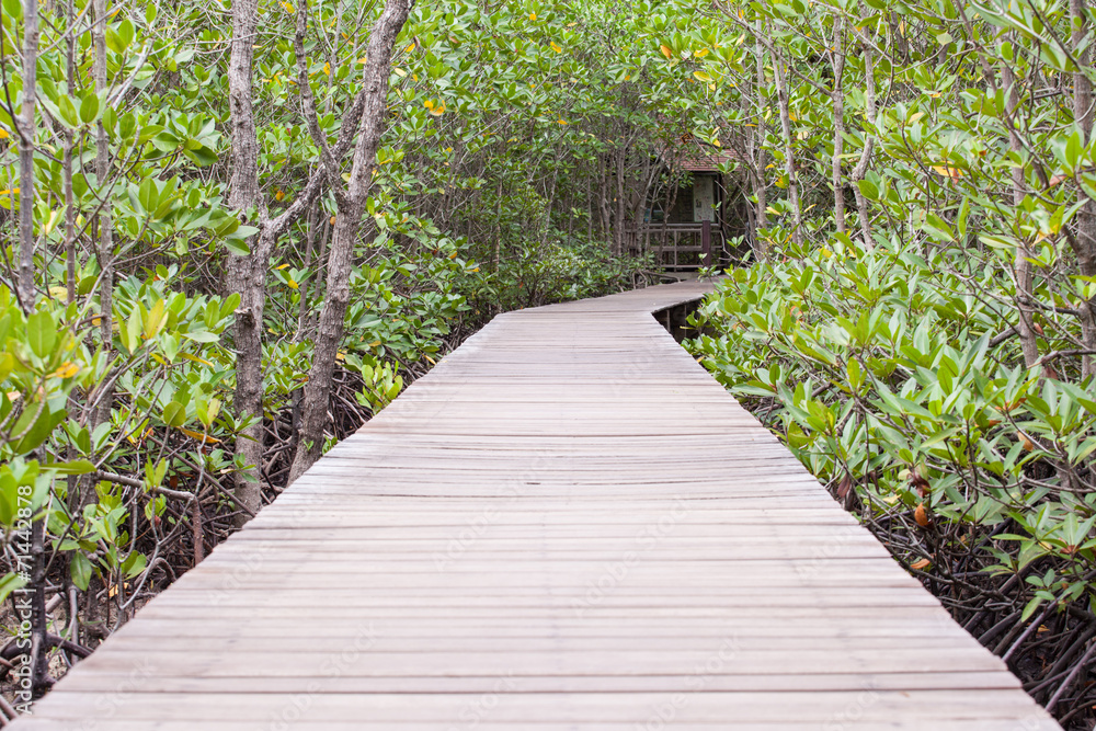 Obraz premium Mangrove forest