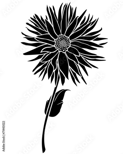 Fototapeta Naklejka Na Ścianę i Meble -  Dahlia flower silhouette