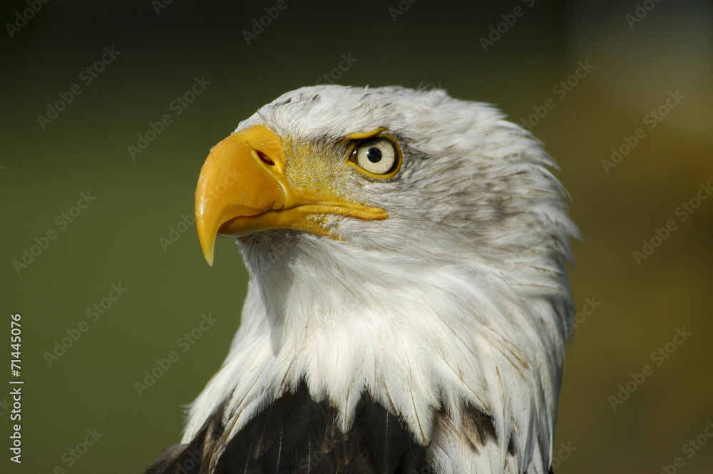 Fototapeta premium Portret van een Amerikaanse zeearend