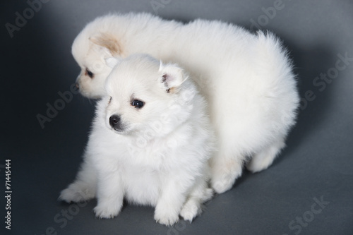 Two white puppy German Spitz puppy on a gray background.