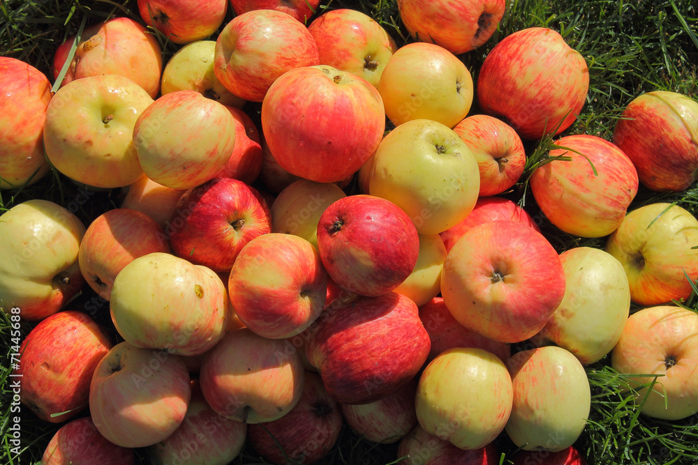 apples on the grass apples on the grass