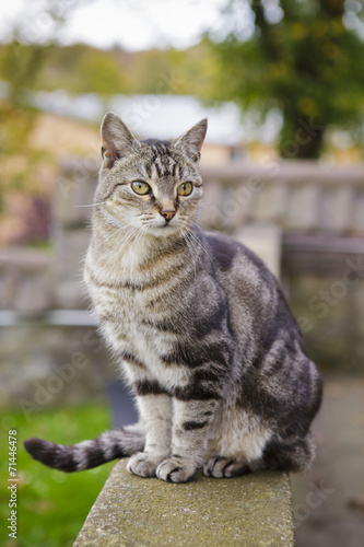 Katze auf Mauer