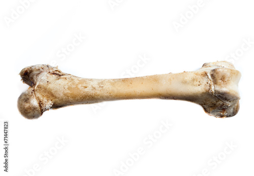 old bone isolated on white background photo