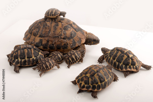 Famille de tortues Herman (Testudo Hermanni)