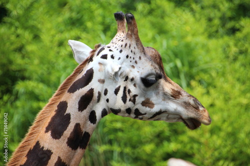 Giraffa camelopardalis rothschildi