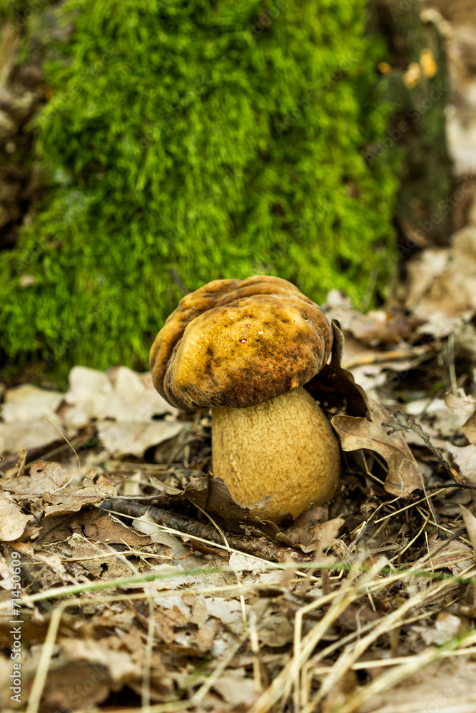 Closeup of mushroom Closeup of mushroom