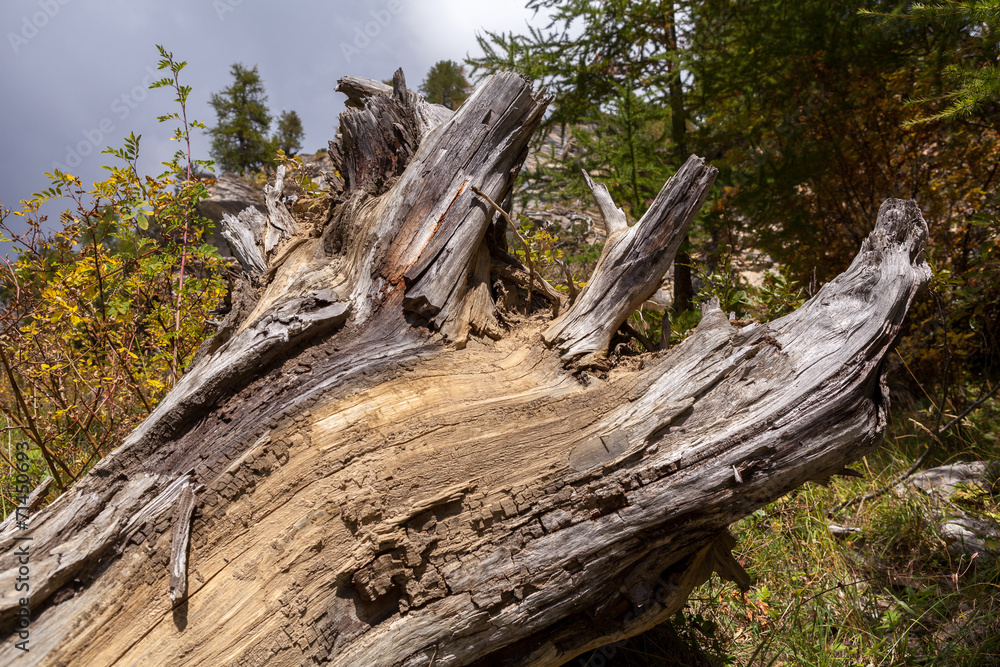 Tronc d'arbre, Déraciné, Souche