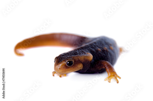 Himalayan newt isolated on white photo