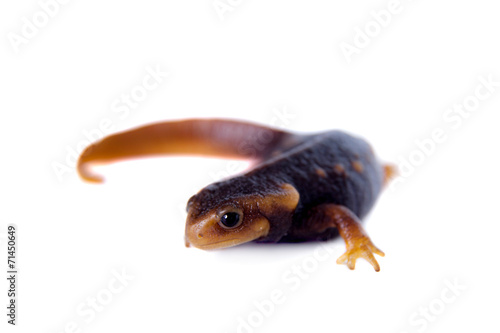 Himalayan newt isolated on white