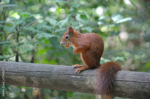 Red squirrel sitting on a log