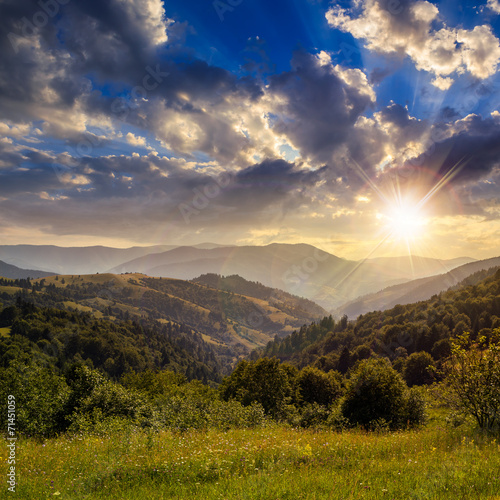 pine trees near valley in mountains  on hillside at sunset © Pellinni