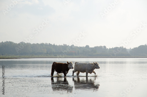 Cattle walking in water © olandsfokus