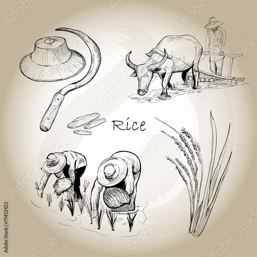 Asian Rice. Hand drawn vector of rice set.