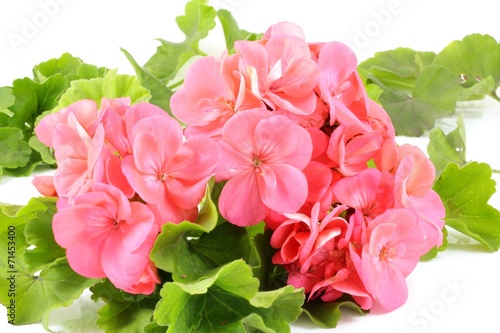 Fototapeta Naklejka Na Ścianę i Meble -  pelargonia