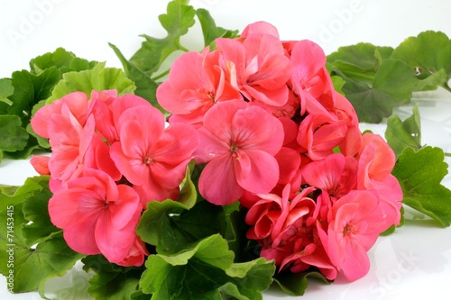 Fototapeta Naklejka Na Ścianę i Meble -  pelargonia