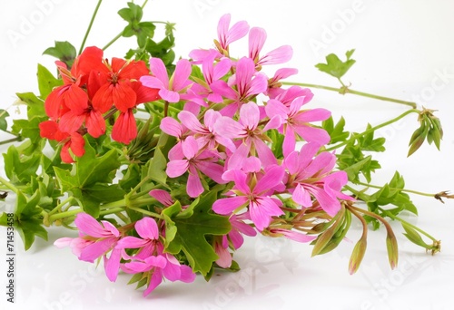 Fototapeta Naklejka Na Ścianę i Meble -  pelargonia