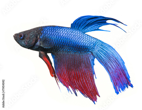 Photography Betta splendens - siamese fighting fish