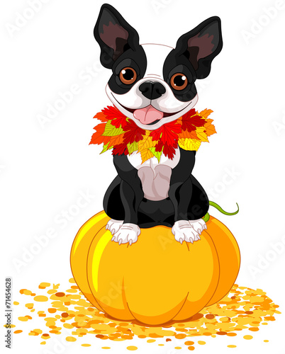 Boston Terrier