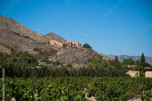 vineyards-novelda photo