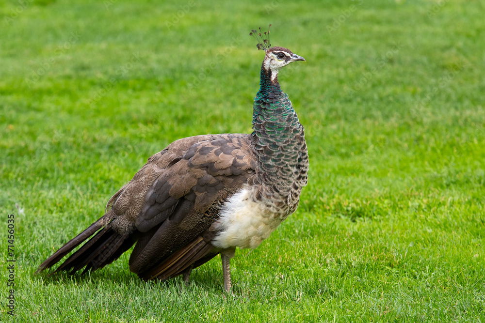 Fototapeta premium Female Peacock
