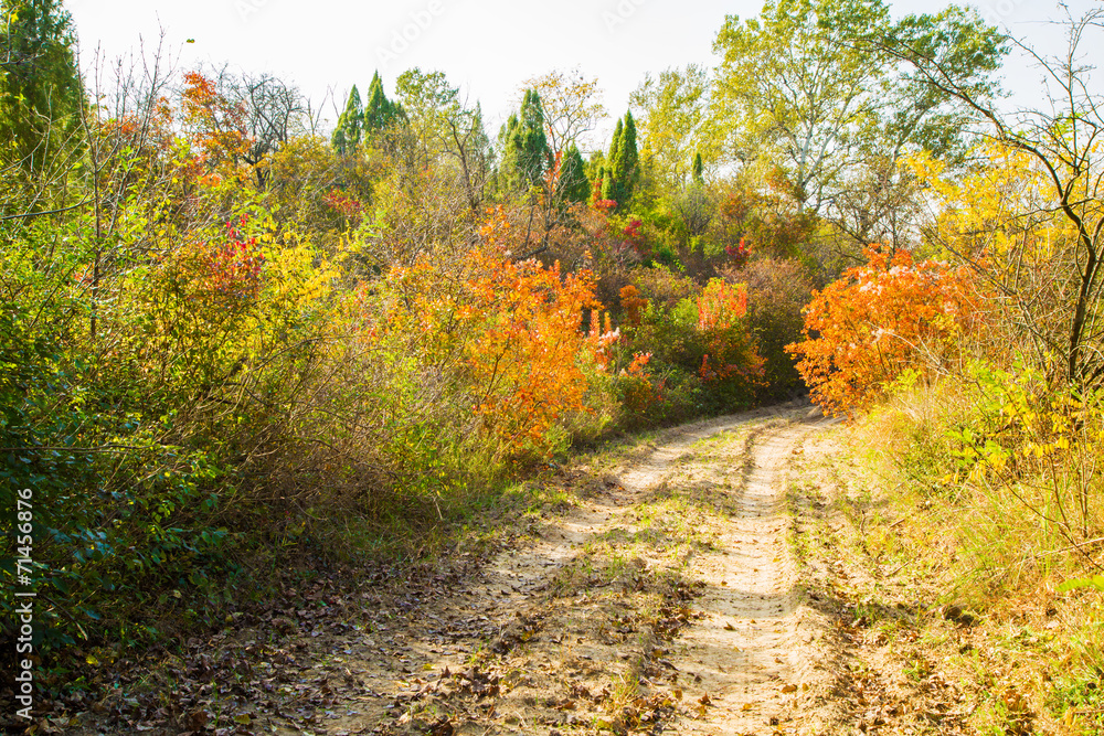 Red smoke trees in nature. European smoke bush Red smoke trees in nature. European smoke bush