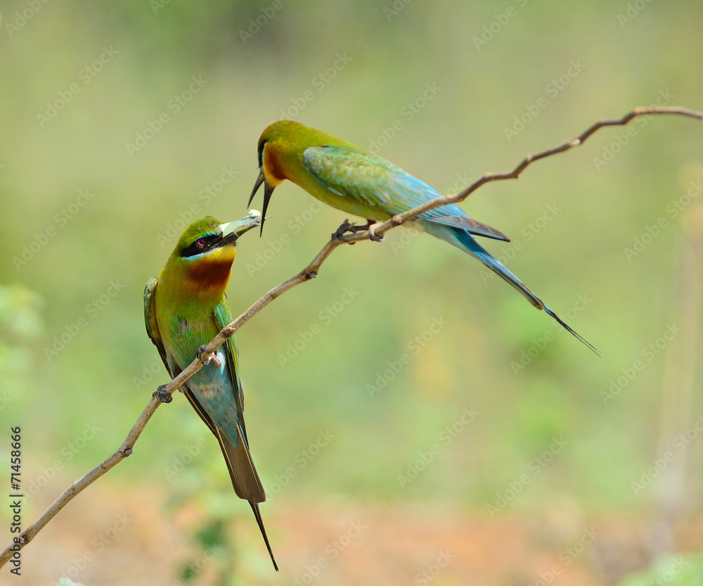 Obraz premium Blue-tailed bee-eater