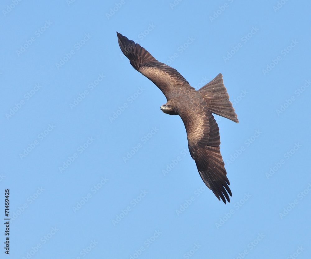 Obraz premium Black Kite