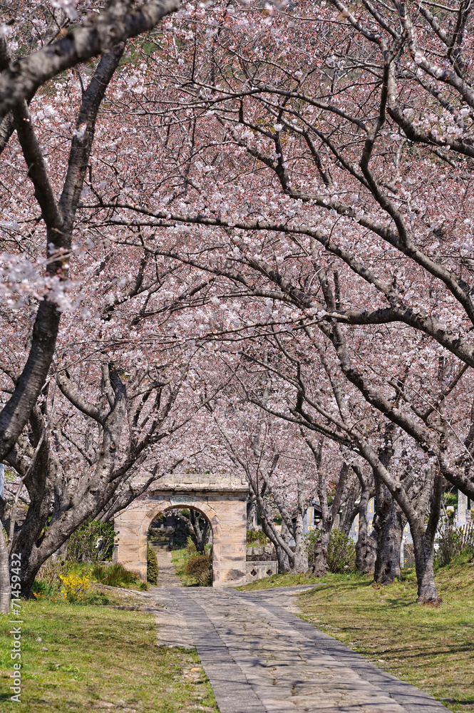 桜のアーチ