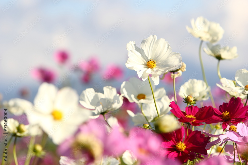 Obraz premium コスモス