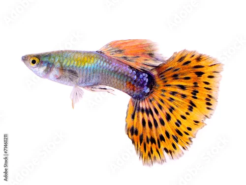 Obraz guppy fish isolated on white background