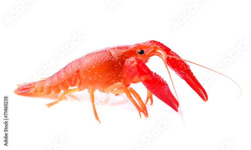 Red crawfish on white background
