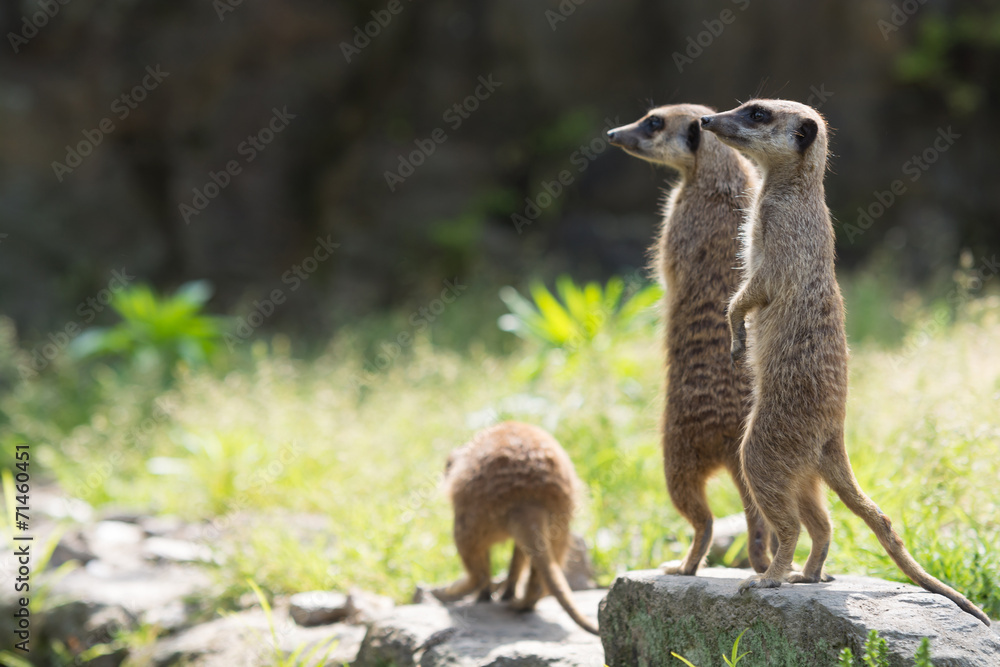 Fototapeta premium ミーアキャット