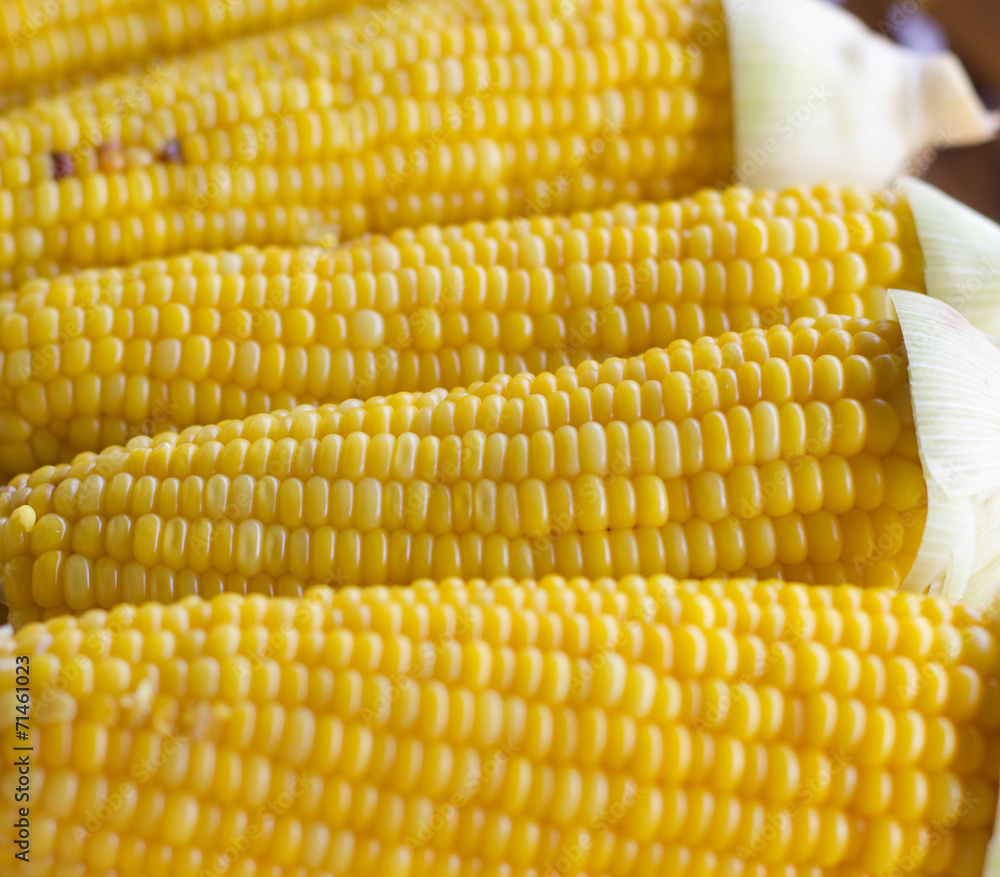 Fresh corn Fresh corn