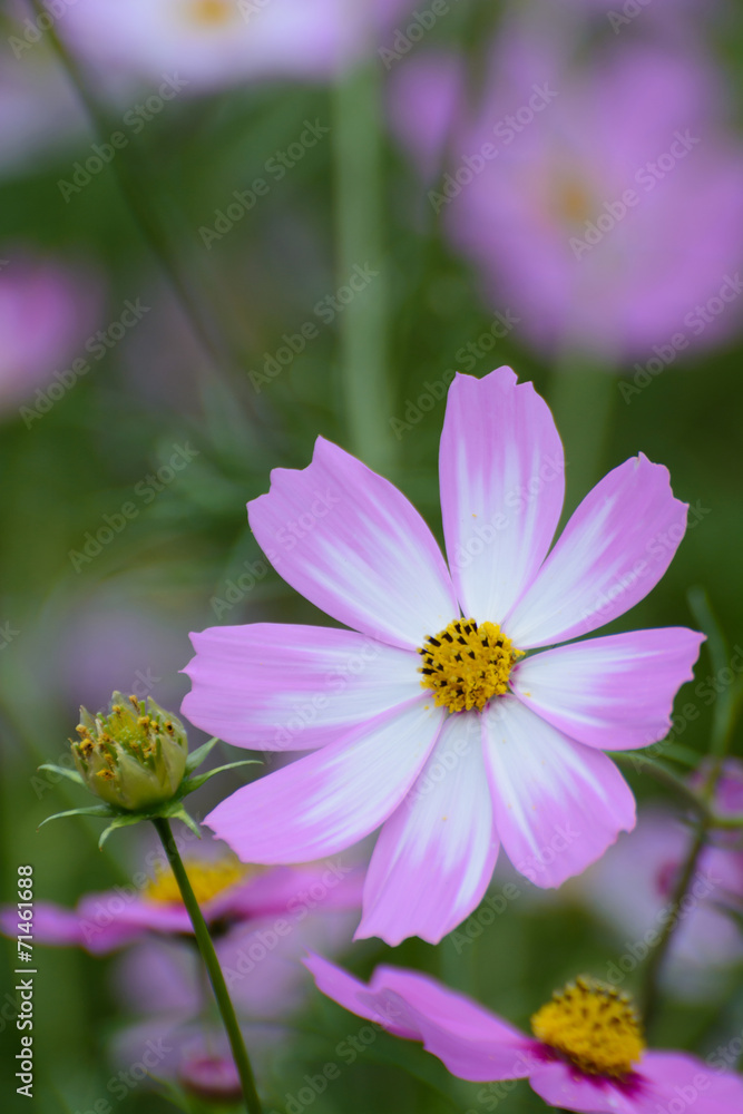 Obraz premium コスモス＠佐世保展海峰