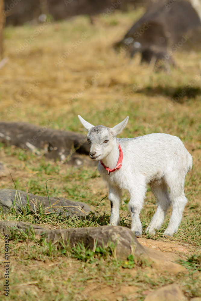 Obraz premium ヤギのポートレート