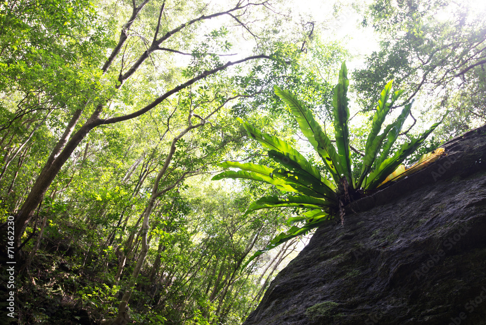 Naklejka premium やんばるの森林・オオタニワタリ