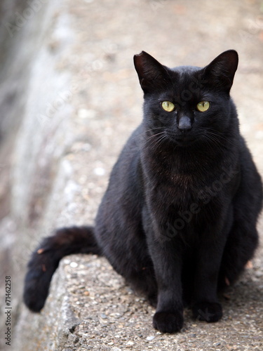 お座りする黒猫