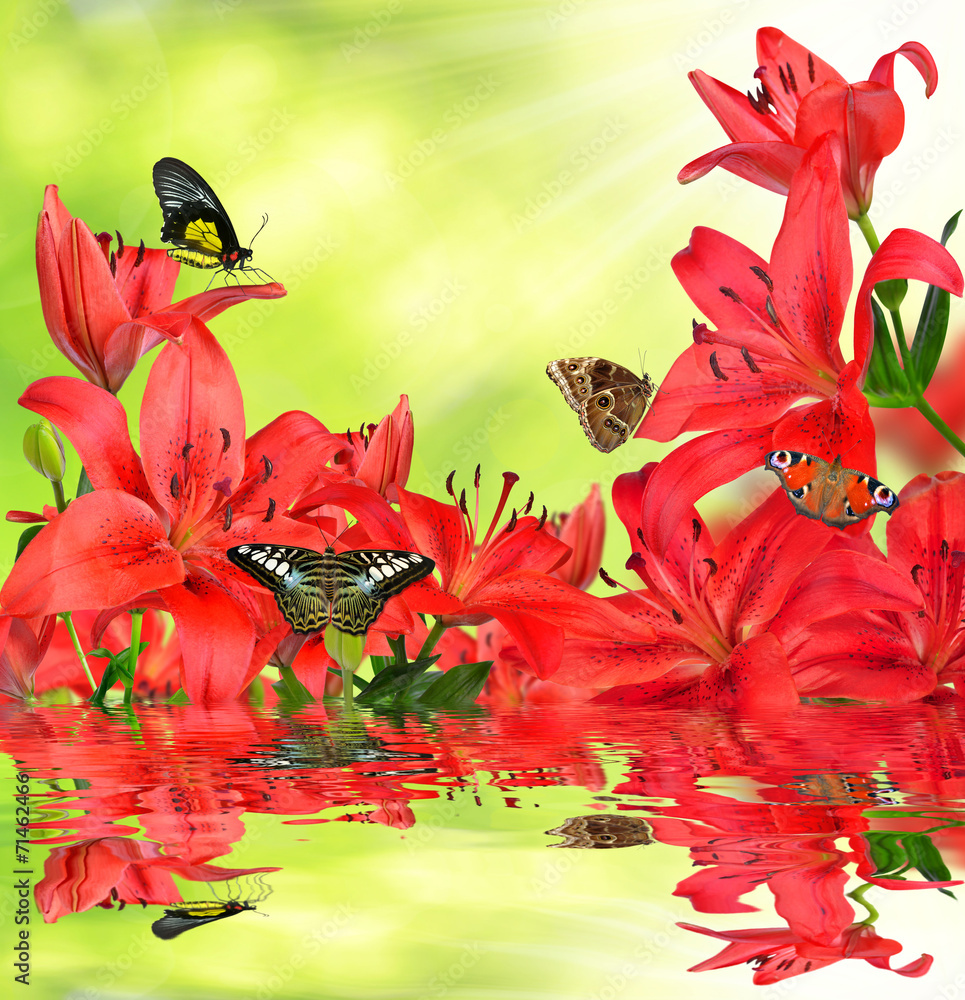 Lily with butterflies on green natural background - obrazy, fototapety, plakaty 