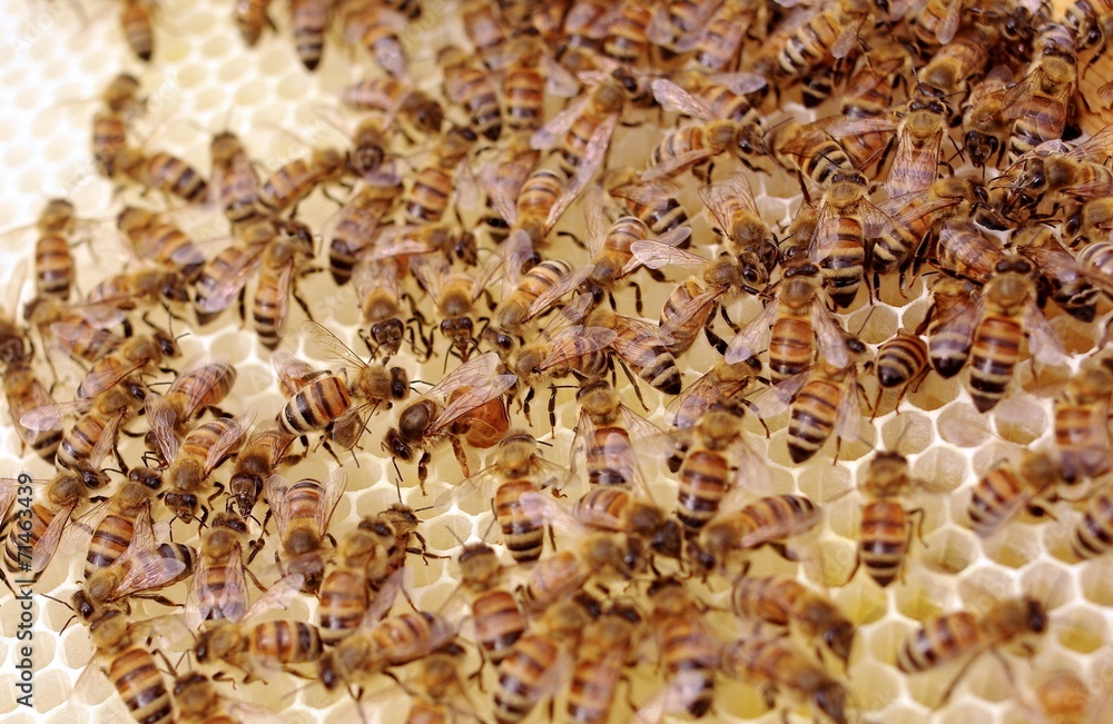 Queen Bee Laying Eggs on Frame of Uncapped Honey and Brood Cells