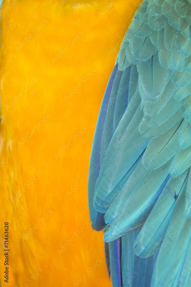 Obraz premium Macaw feathers abstract background