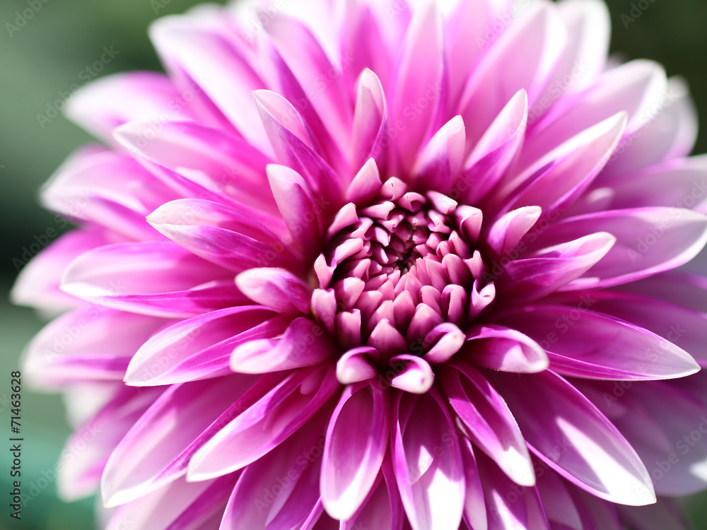 ダリア‐鮮やかな花 ダリア‐鮮やかな花