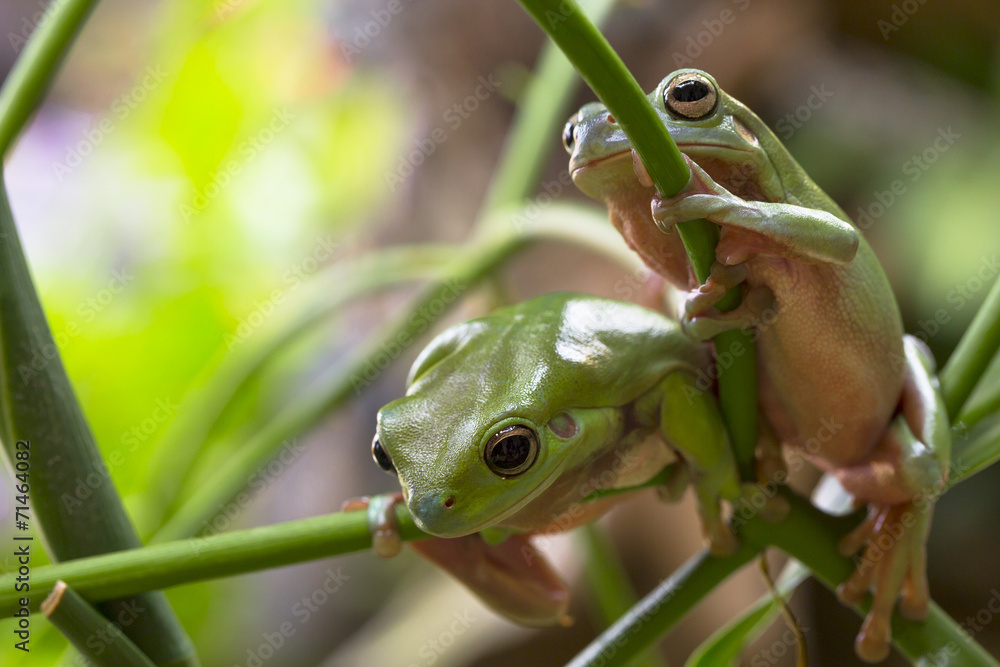 Obraz premium Australian Green Tree Frogs
