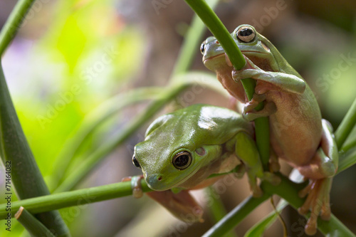 Australian Green Tree Frogs