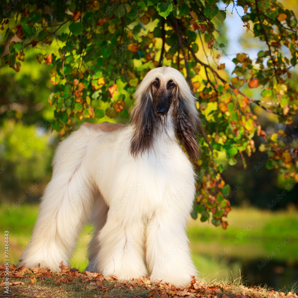 Afghan Hound dog Afghan Hound dog