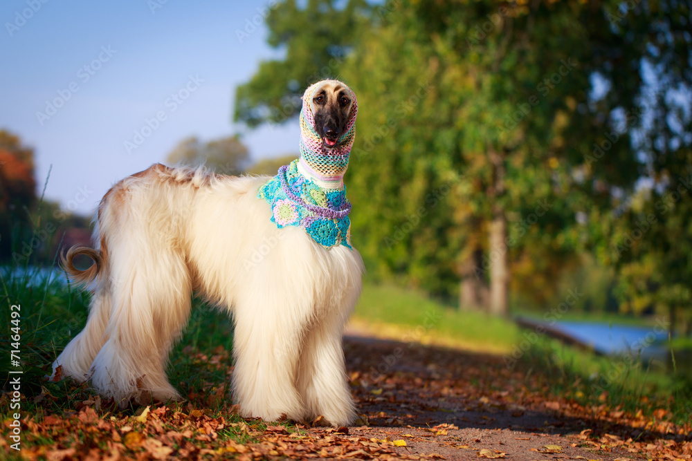 Afghan Hound dog Afghan Hound dog